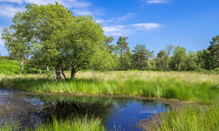 Arne RSPB Reserve
